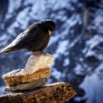 Chocard à bec jaune