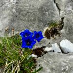 Gentianes Chartreuse